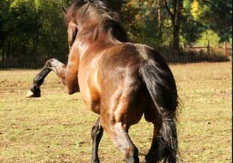 The Artists inspiration for War Horse