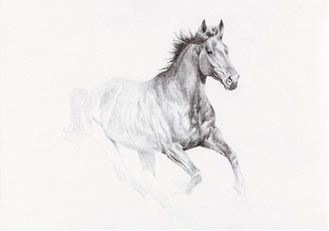 Sketches of Joey - War Horse by Michael Morpurgo